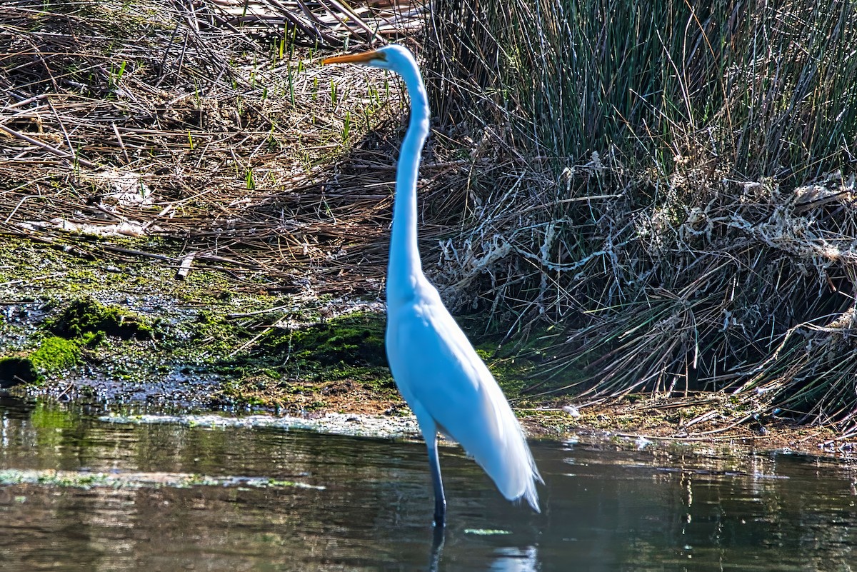 Silberreiher (modesta) - ML644637574