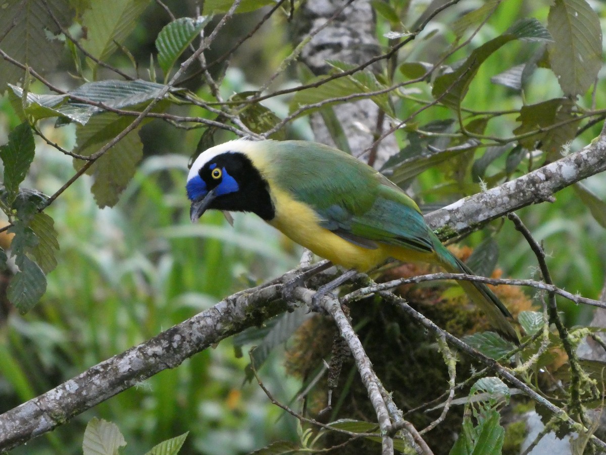 inkaskrike - ML644637577