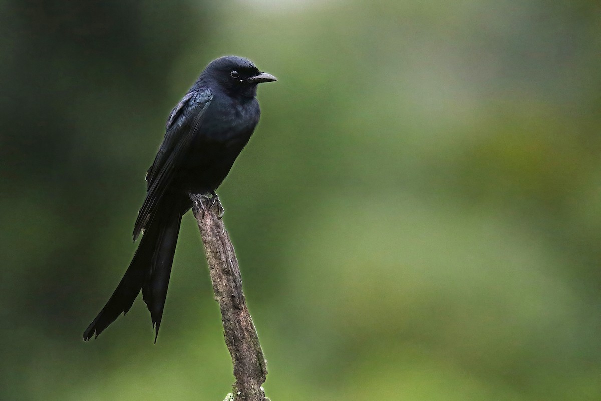 drongo černý - ML644637580