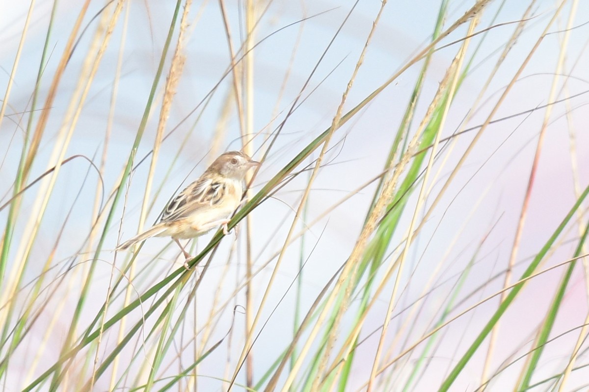 Zitting Cisticola - ML644637581