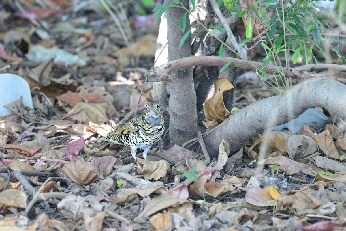White's/Scaly Thrush - ML644637582