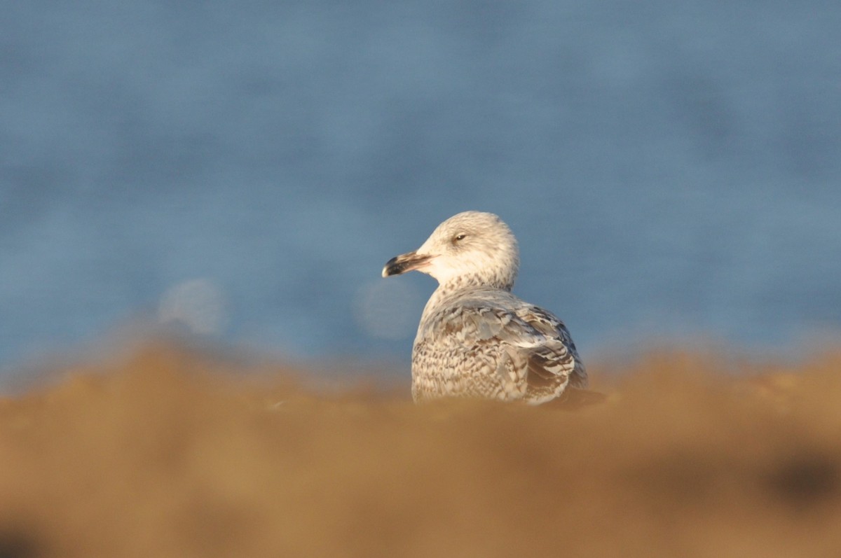 gråmåke - ML644637590