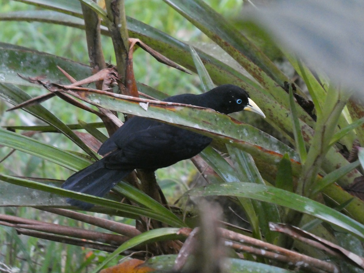 ildgumpkasik - ML644637591