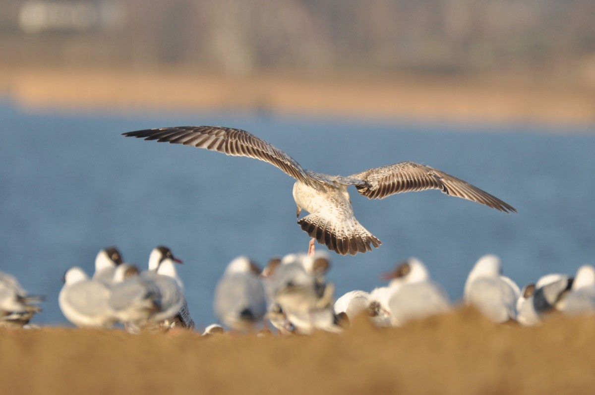 kaspimåke - ML644637596