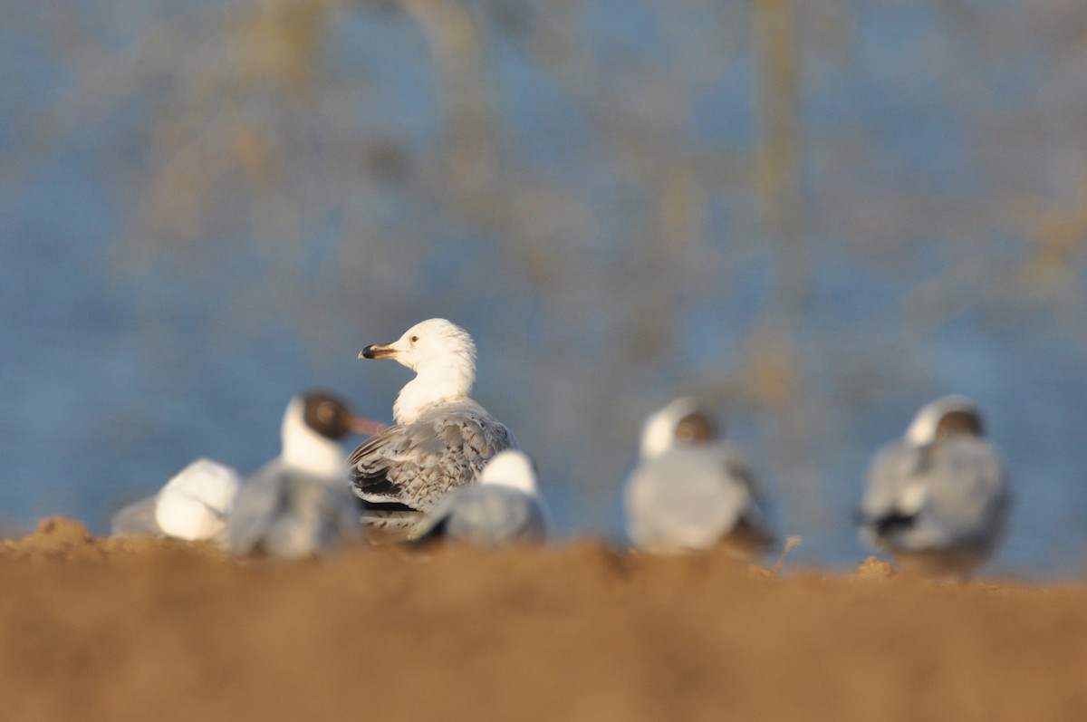 kaspimåke - ML644637597