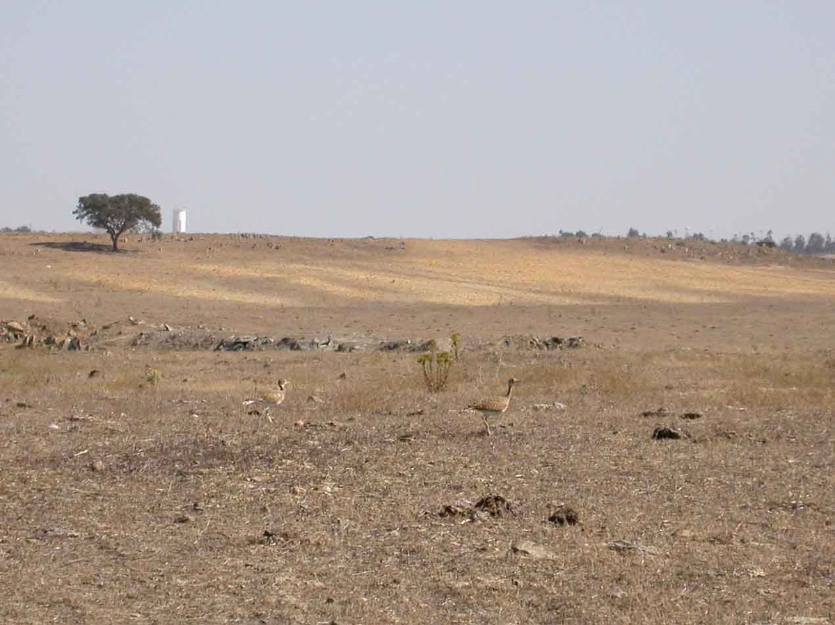 Basoilo txikia - ML644637598