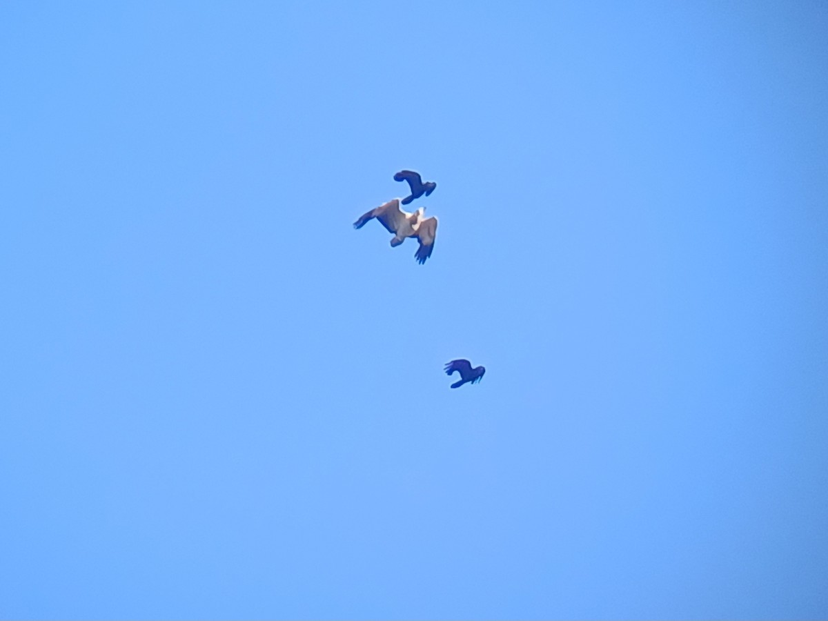 White-bellied Sea-Eagle - ML644637603