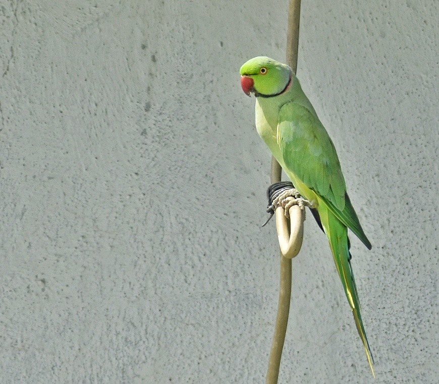 halsbåndparakitt - ML644637604