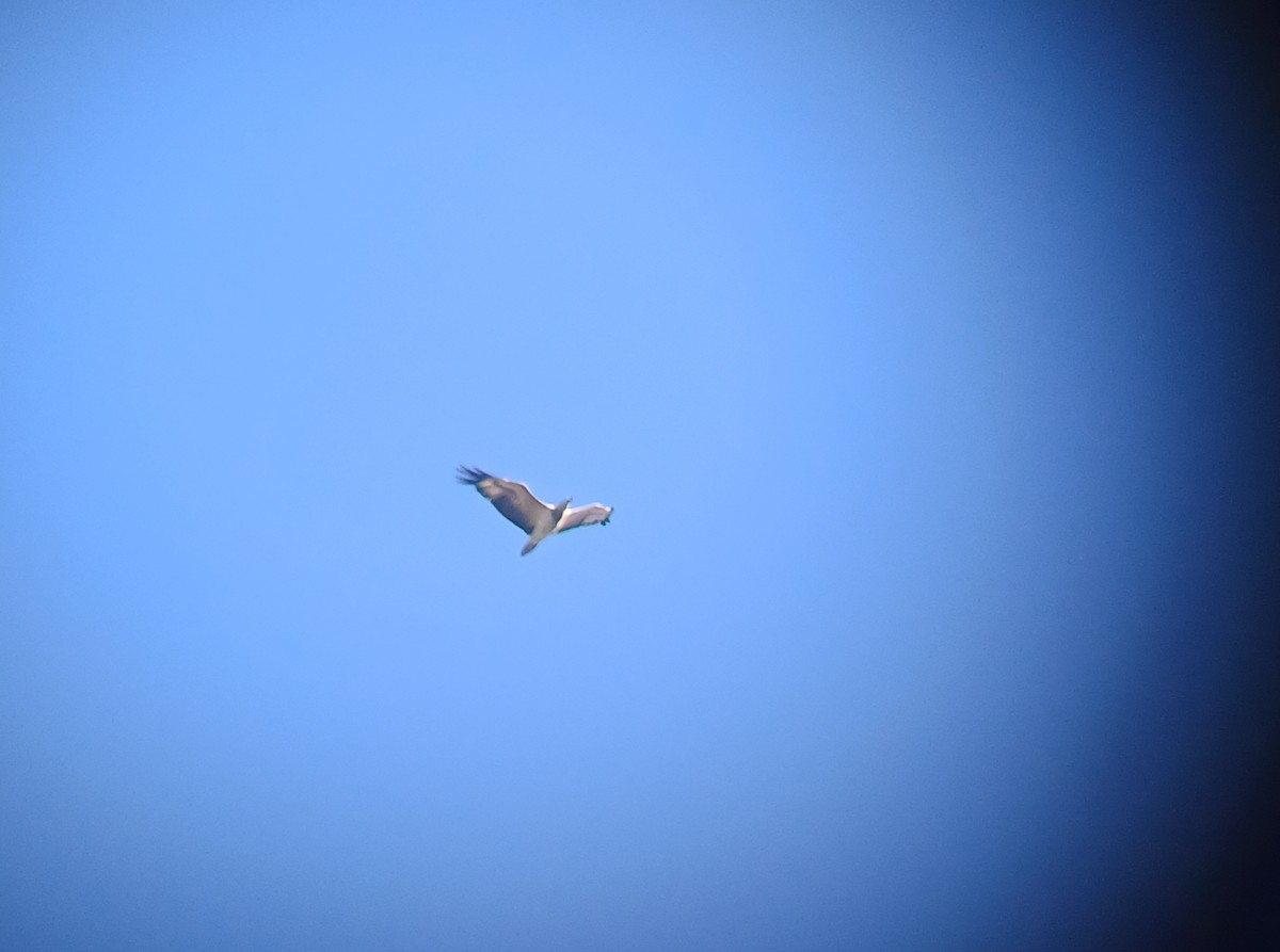 White-bellied Sea-Eagle - ML644637613