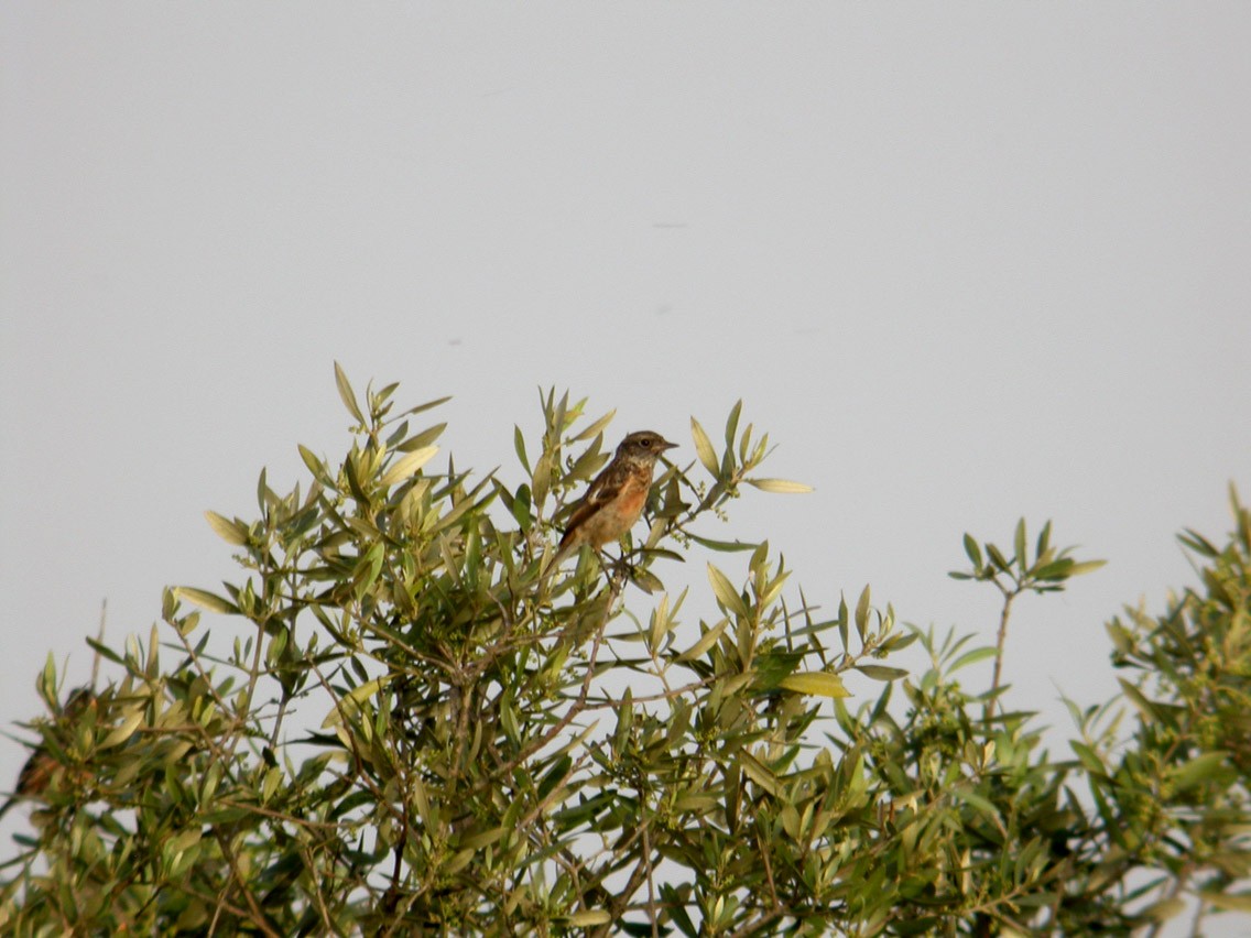 European Stonechat - ML644637614