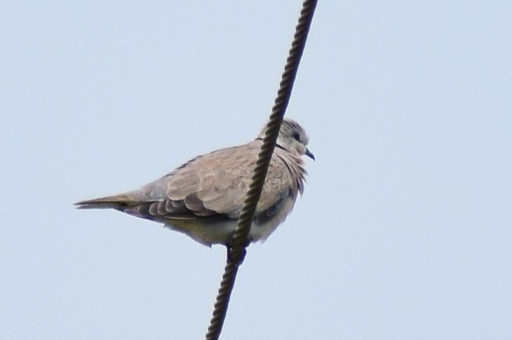 Halsringtaube - ML644637615