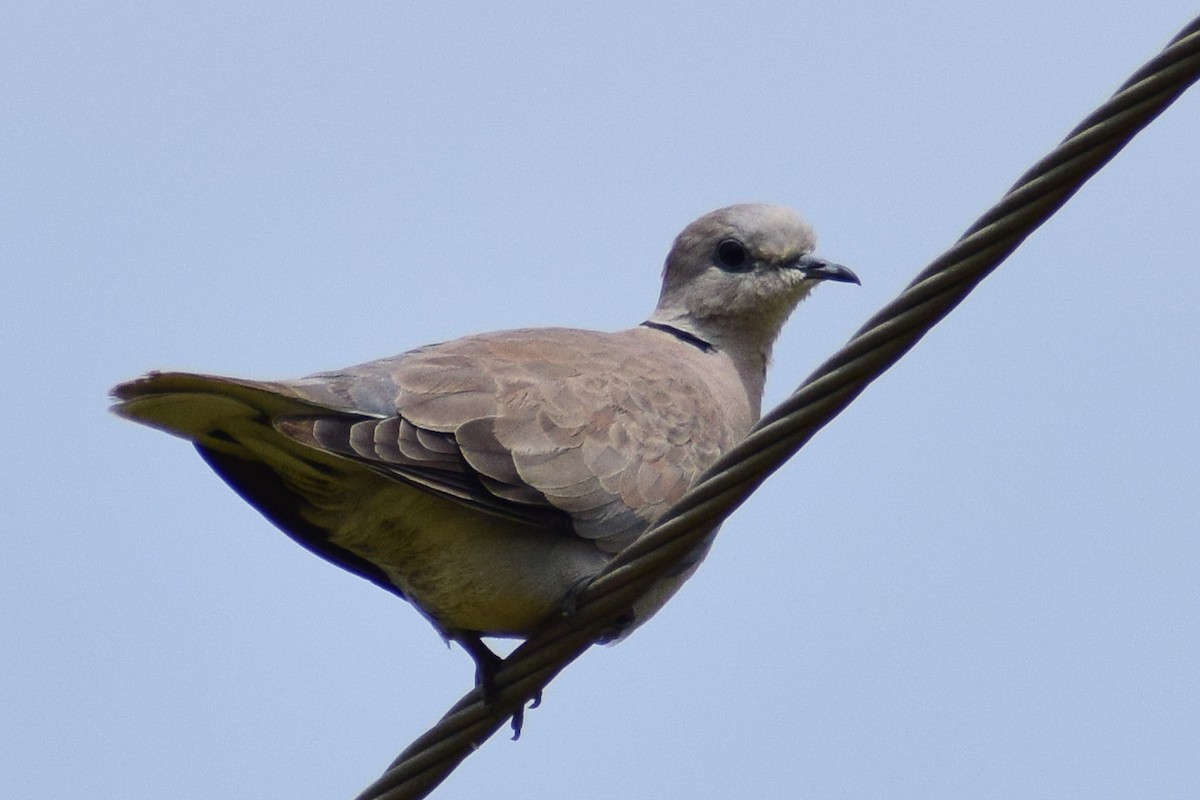 Halsringtaube - ML644637616