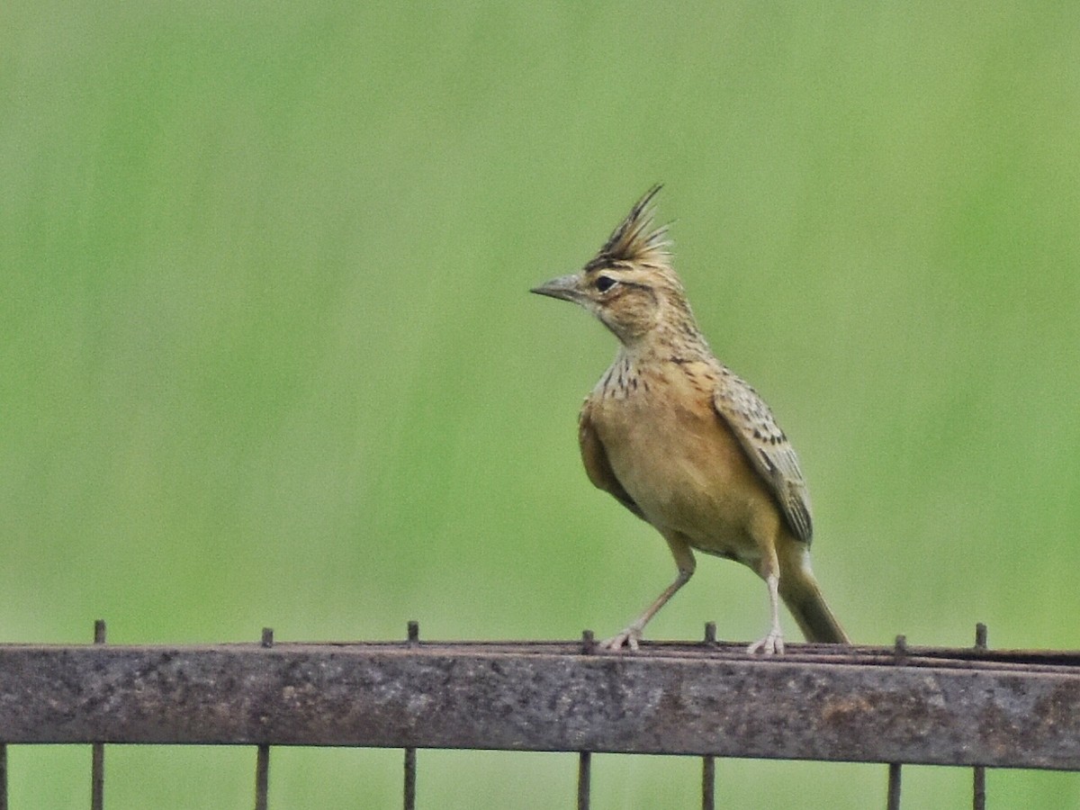 Согсоот болжмор - ML644637621