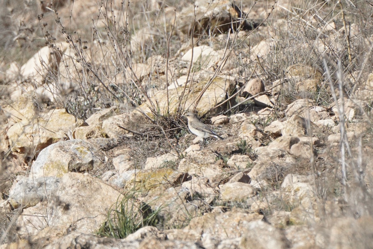 bělořit šedý - ML644637627