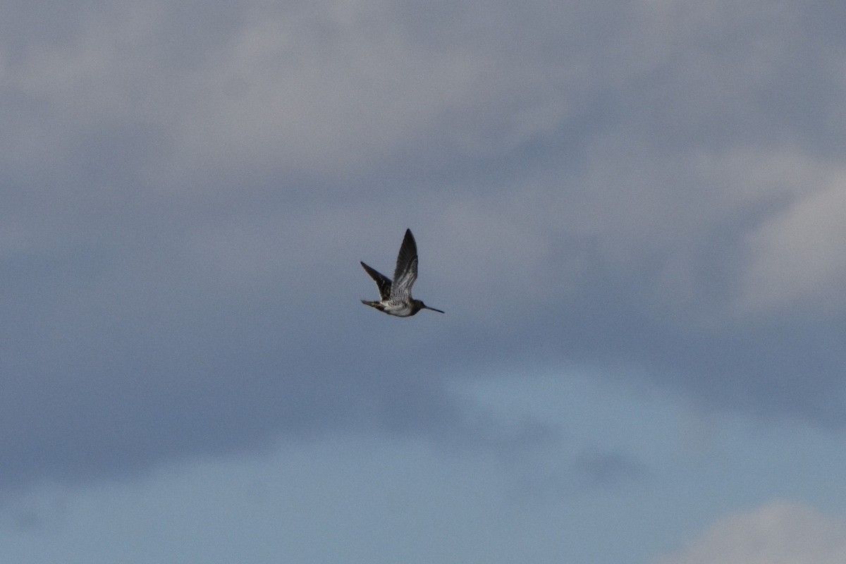 bekasina otavní - ML644637628