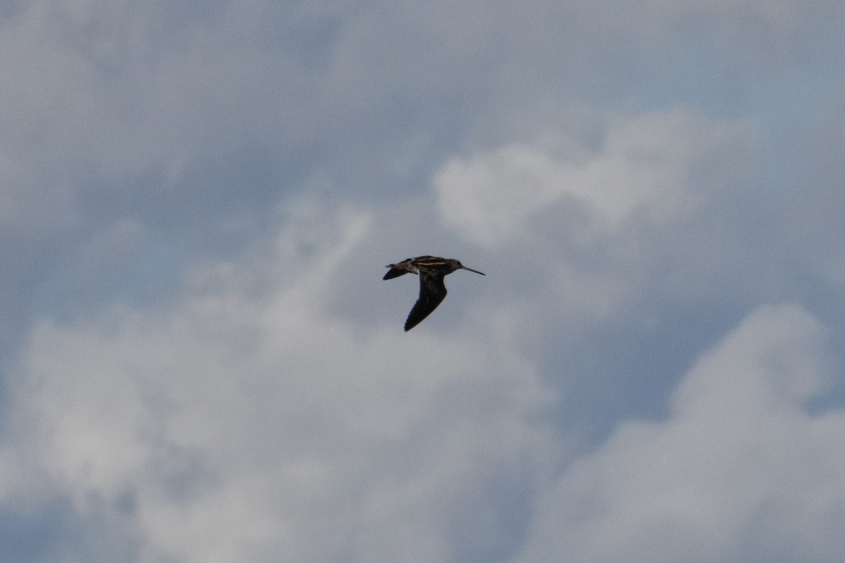 bekasina otavní - ML644637630