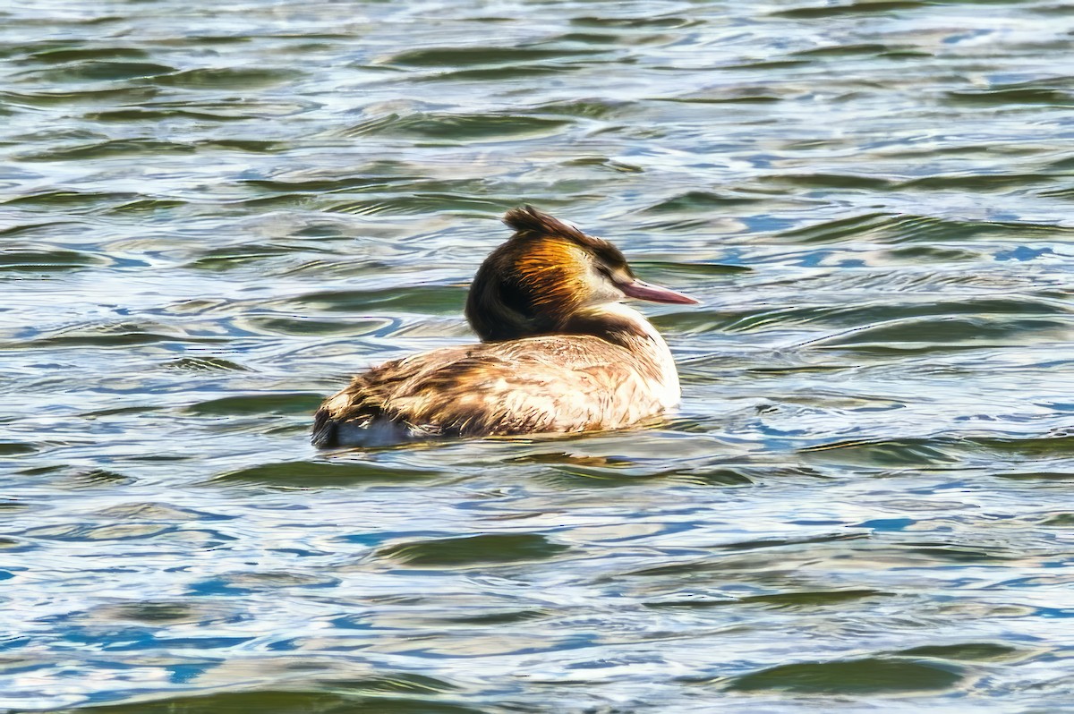 Haubentaucher - ML644637632