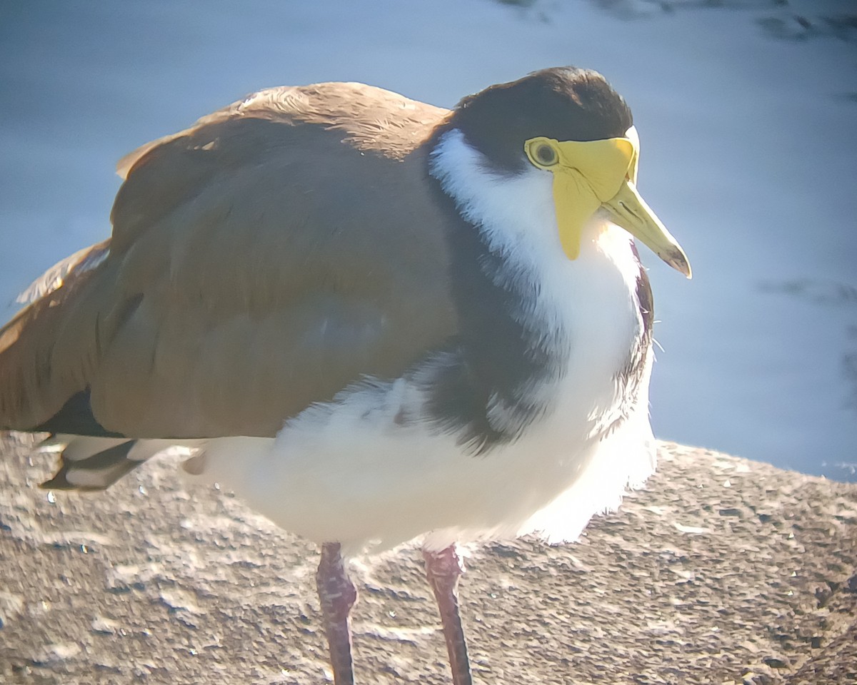 Hegabera maskaraduna - ML644637634