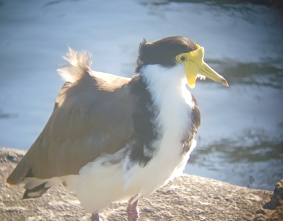 Hegabera maskaraduna - ML644637635