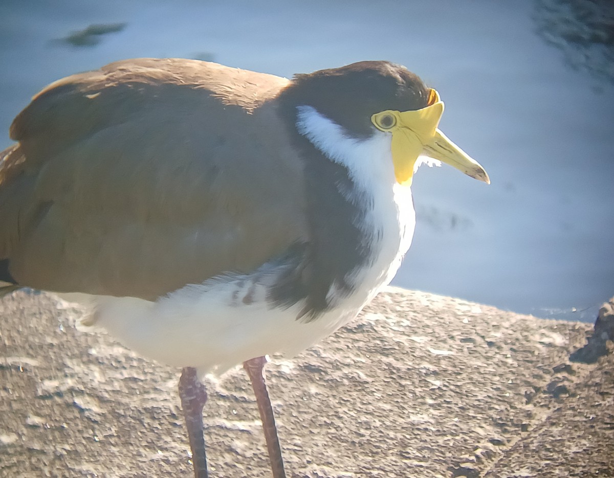 Hegabera maskaraduna - ML644637636