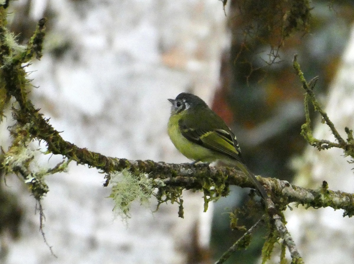 Marble-faced Bristle-Tyrant - ML644637637