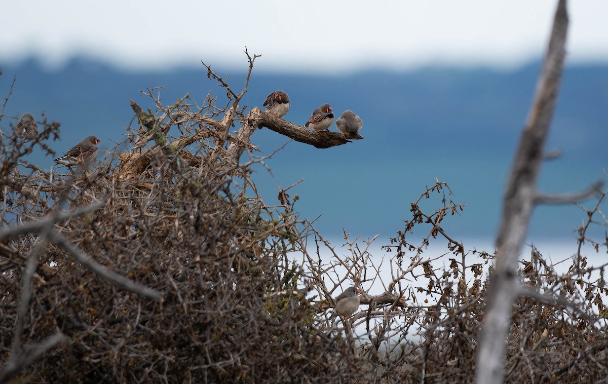 Zebraamadine - ML644637643