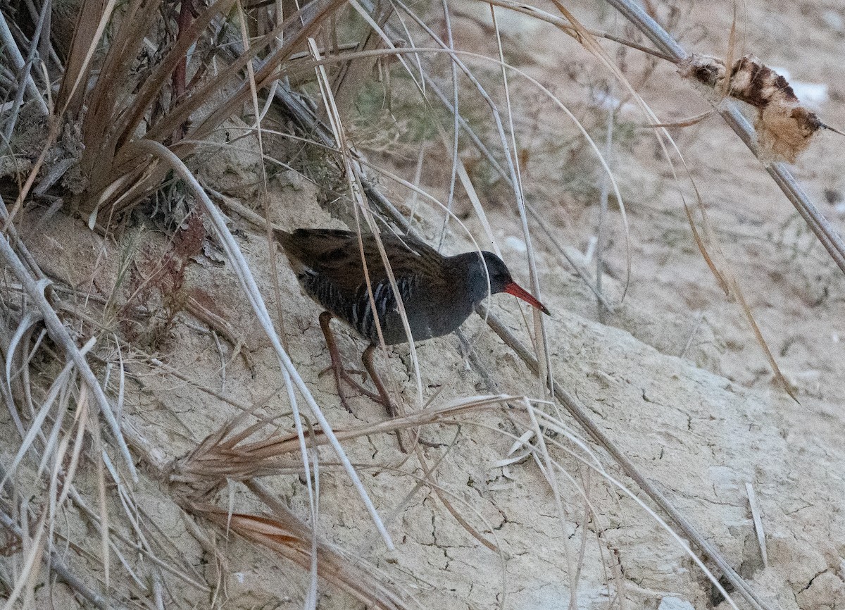 chřástal vodní - ML644637649