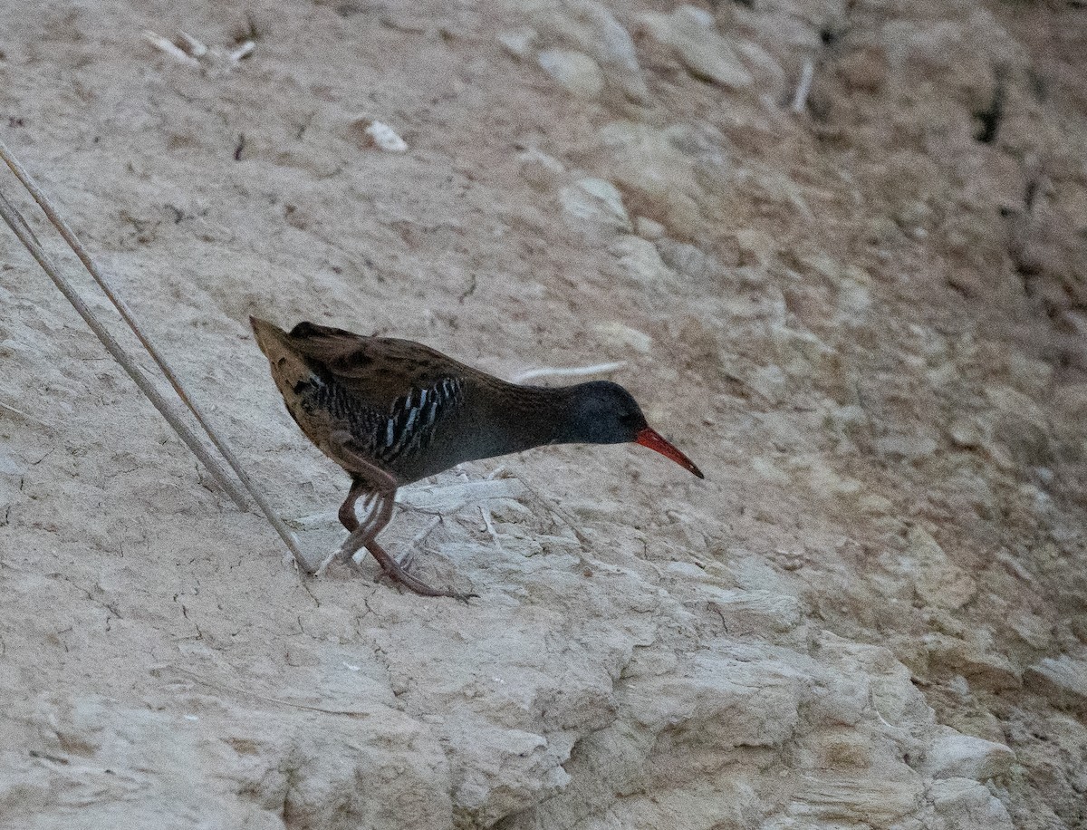 chřástal vodní - ML644637650