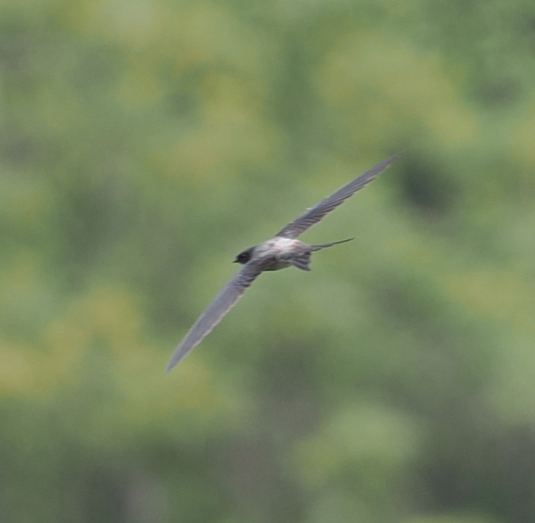 Gray-rumped Treeswift - ML644637652