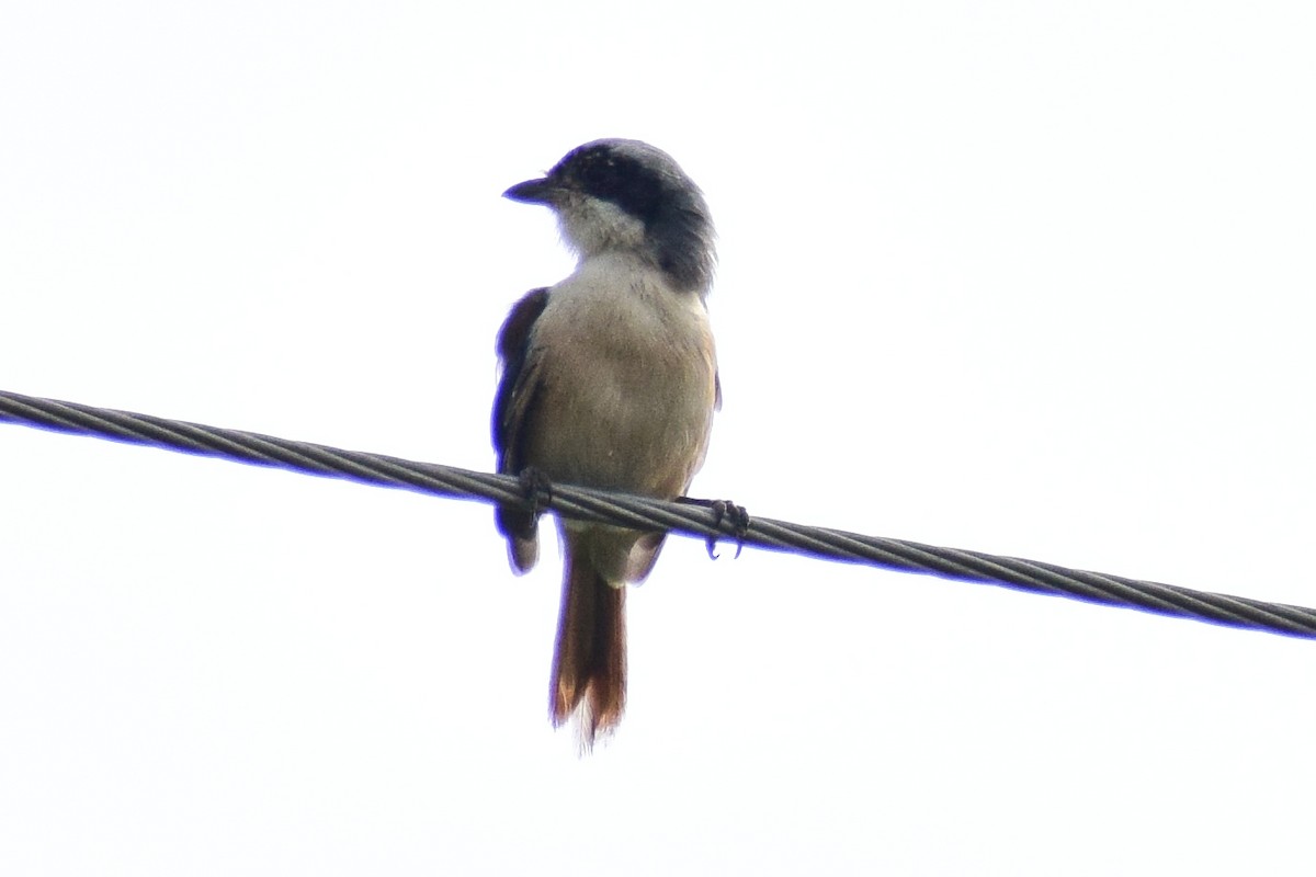 Bay-backed Shrike - ML644637674