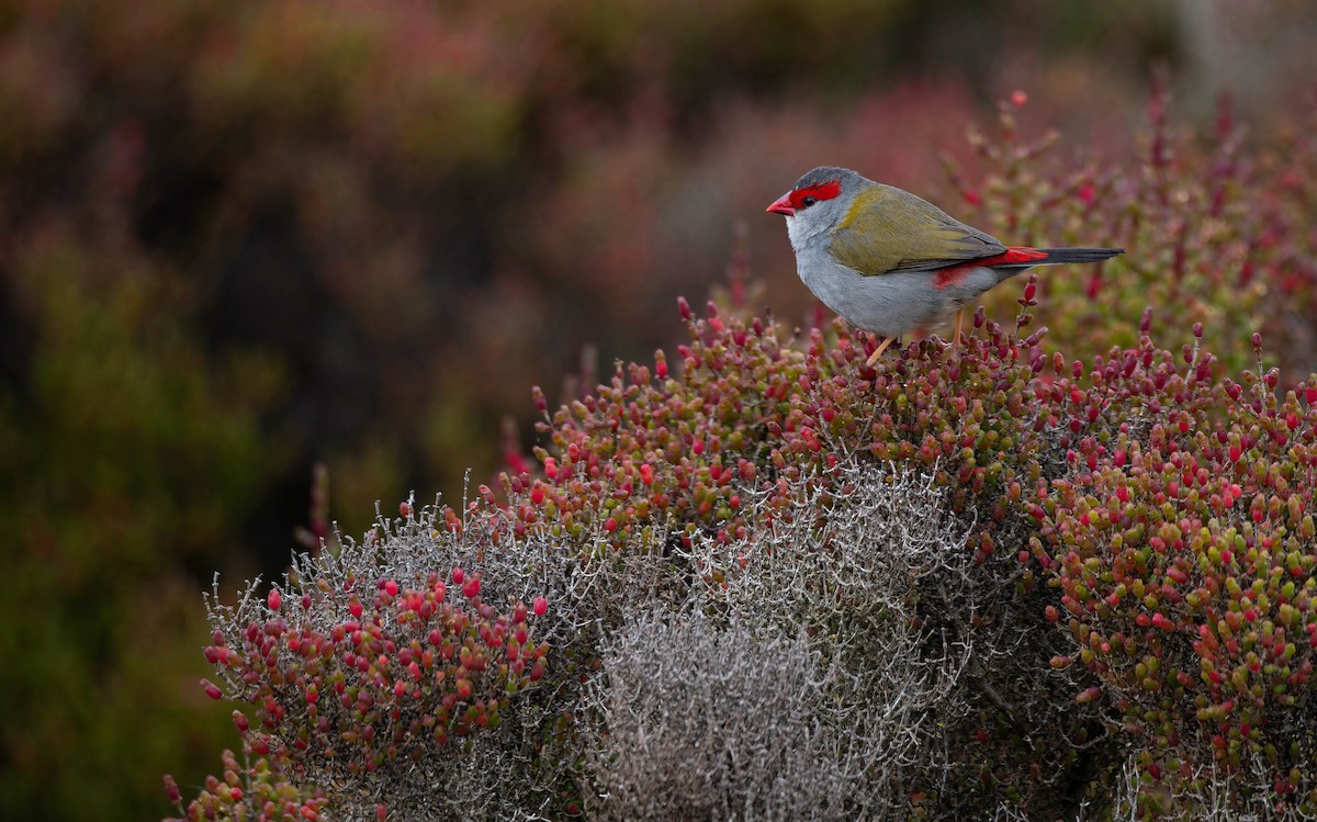 Dornamadine - ML644637676