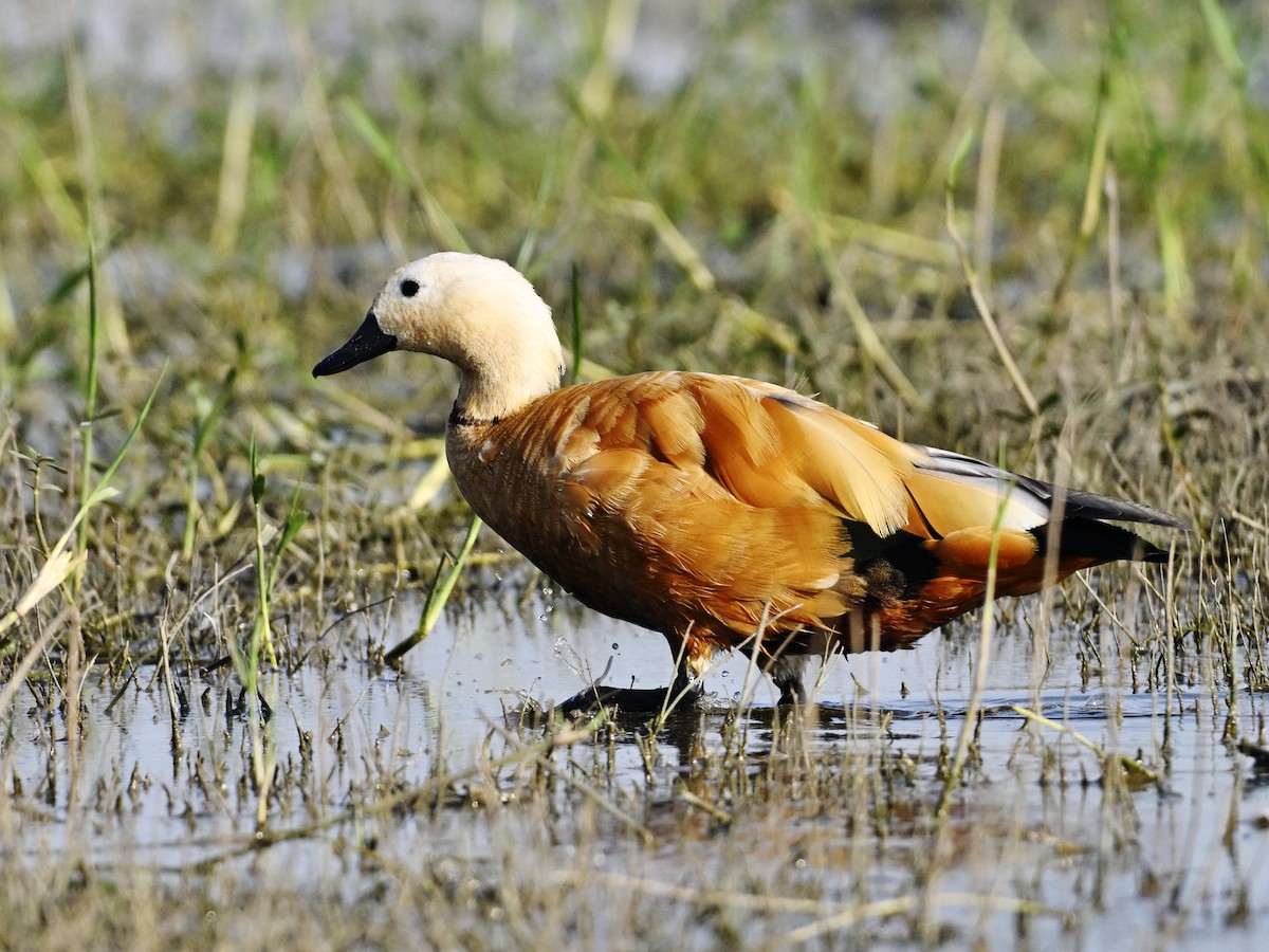 Rostgans - ML644637677