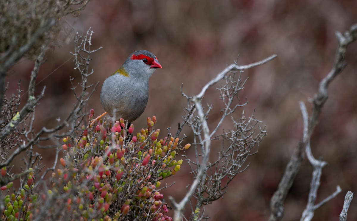 Dornamadine - ML644637684