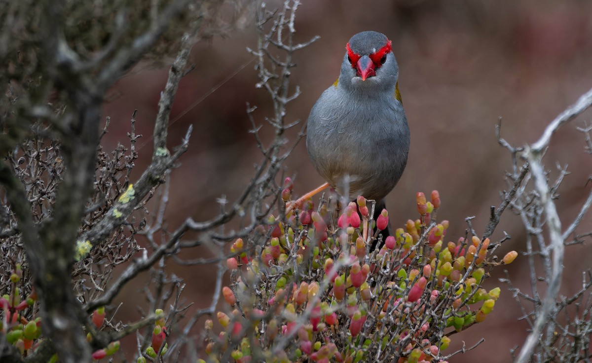 Dornamadine - ML644637688