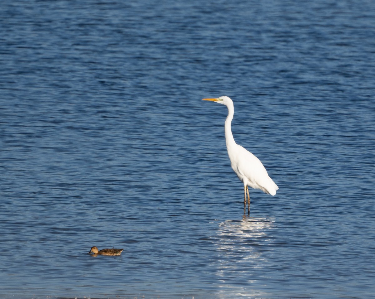 volavka bílá - ML644637690