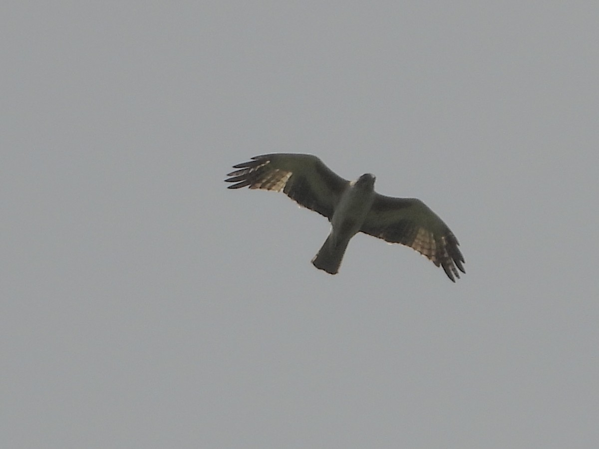 Little Eagle - ML644637692