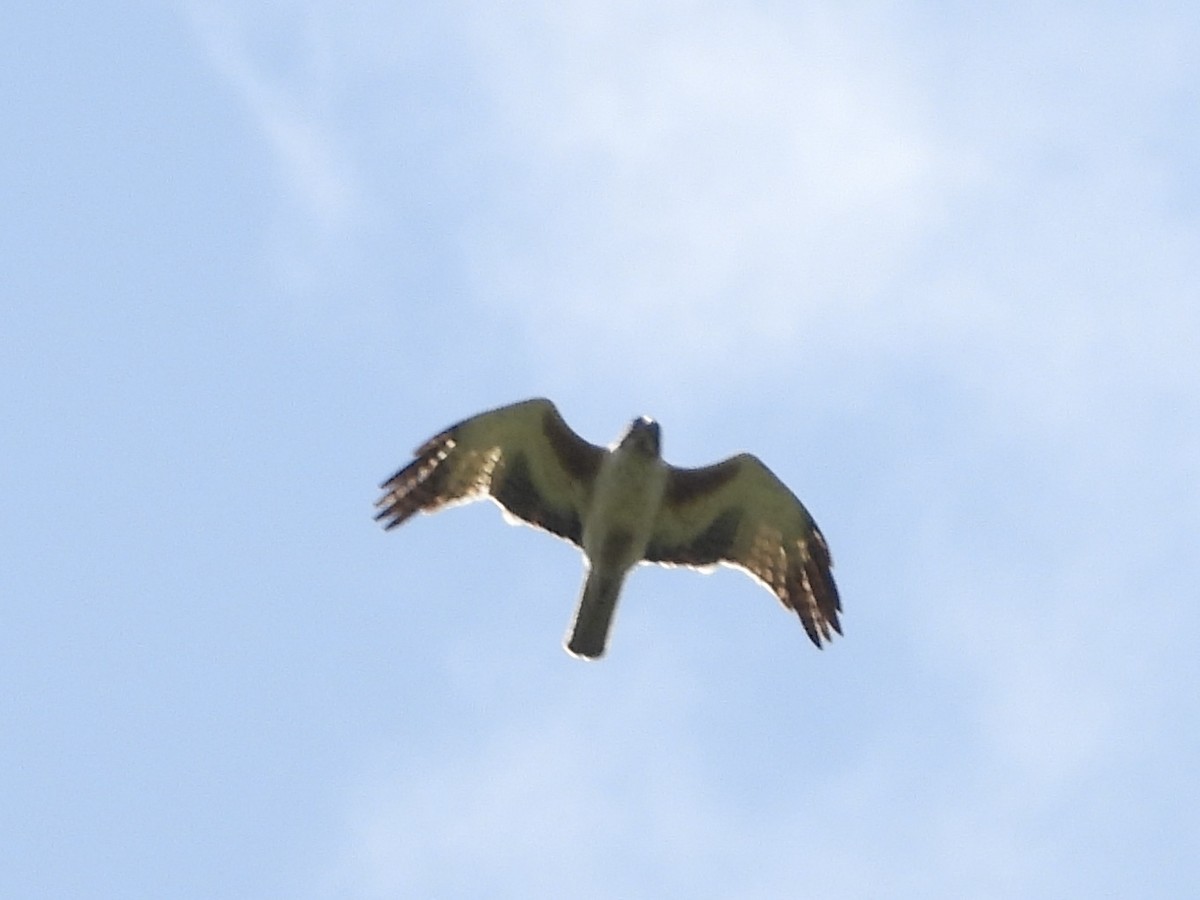 Little Eagle - ML644637693