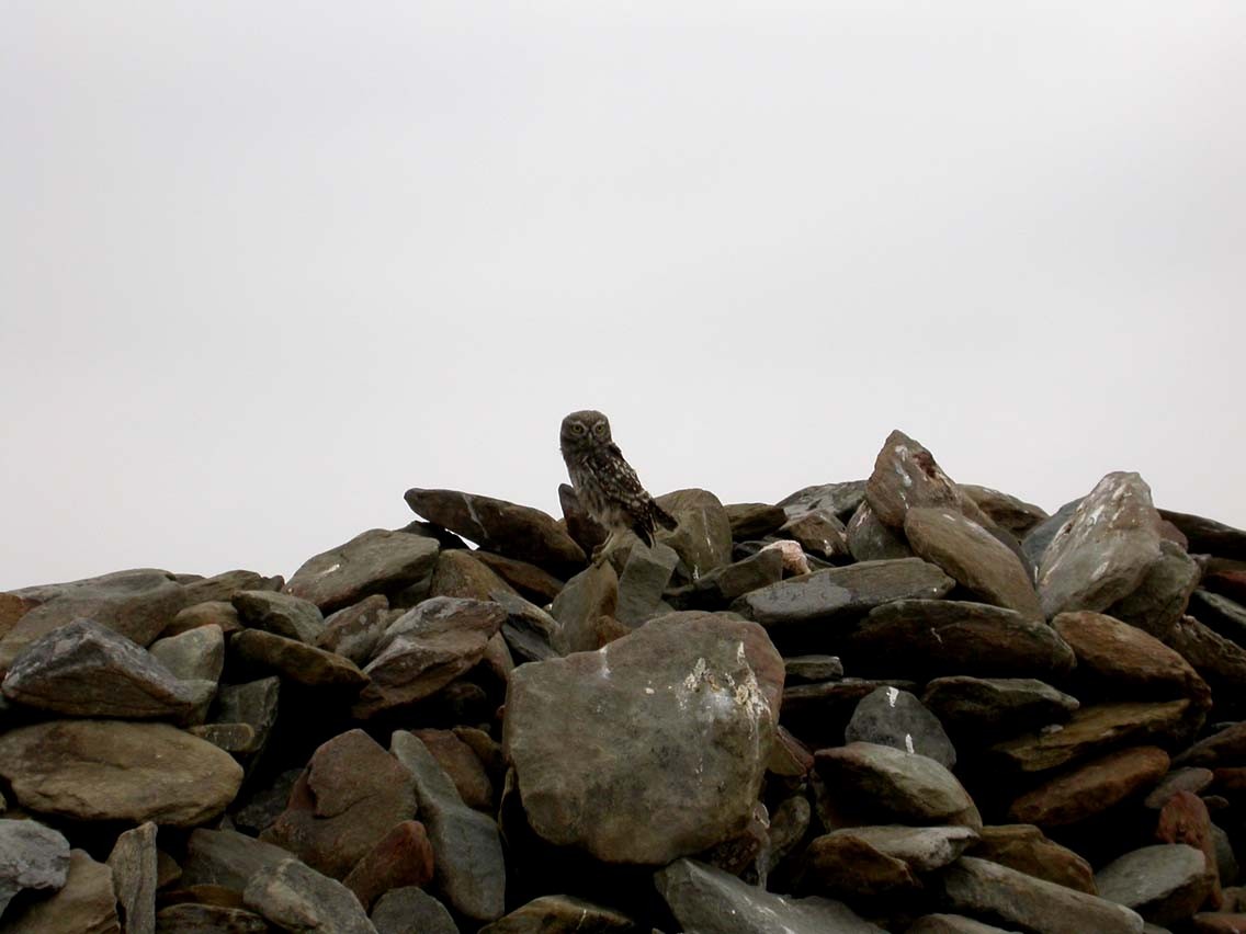 kirkeugle - ML644637694