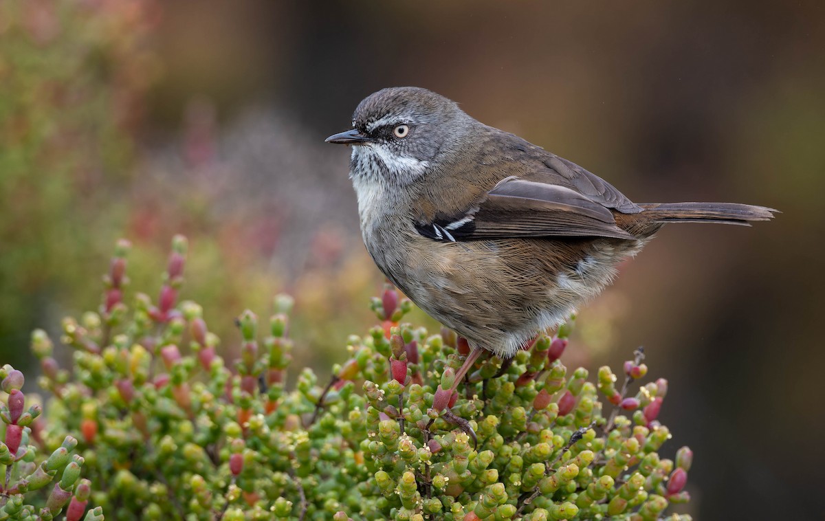 Weißbrauensericornis - ML644637722