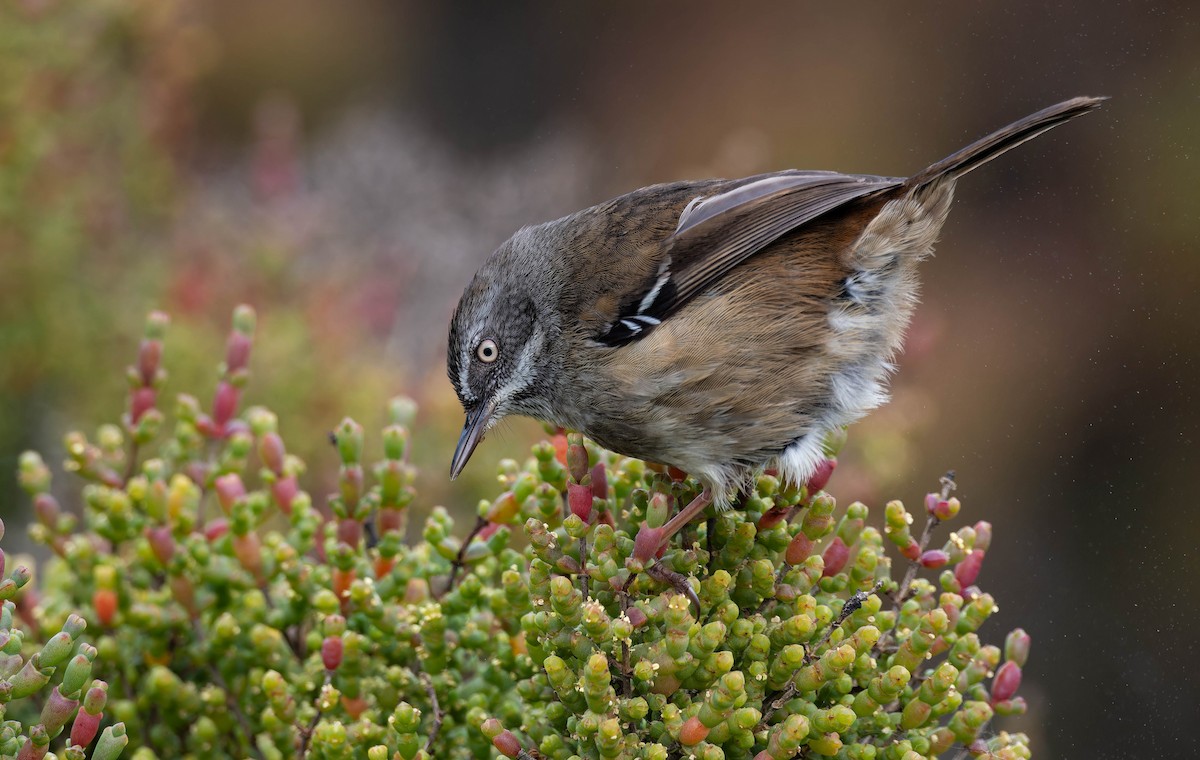 Weißbrauensericornis - ML644637726