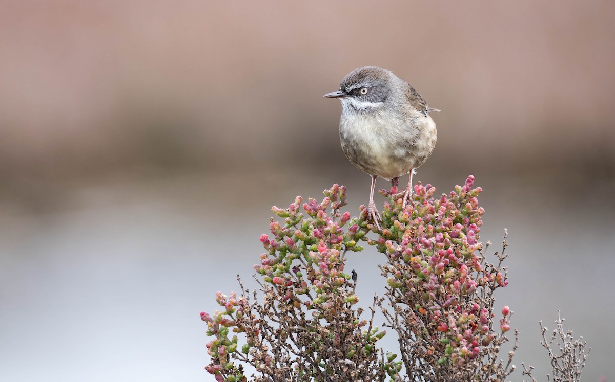 Weißbrauensericornis - ML644637727