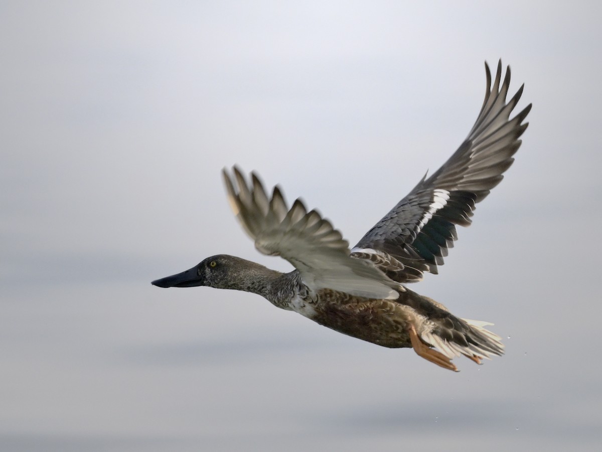 Cuchara Común - ML644637738