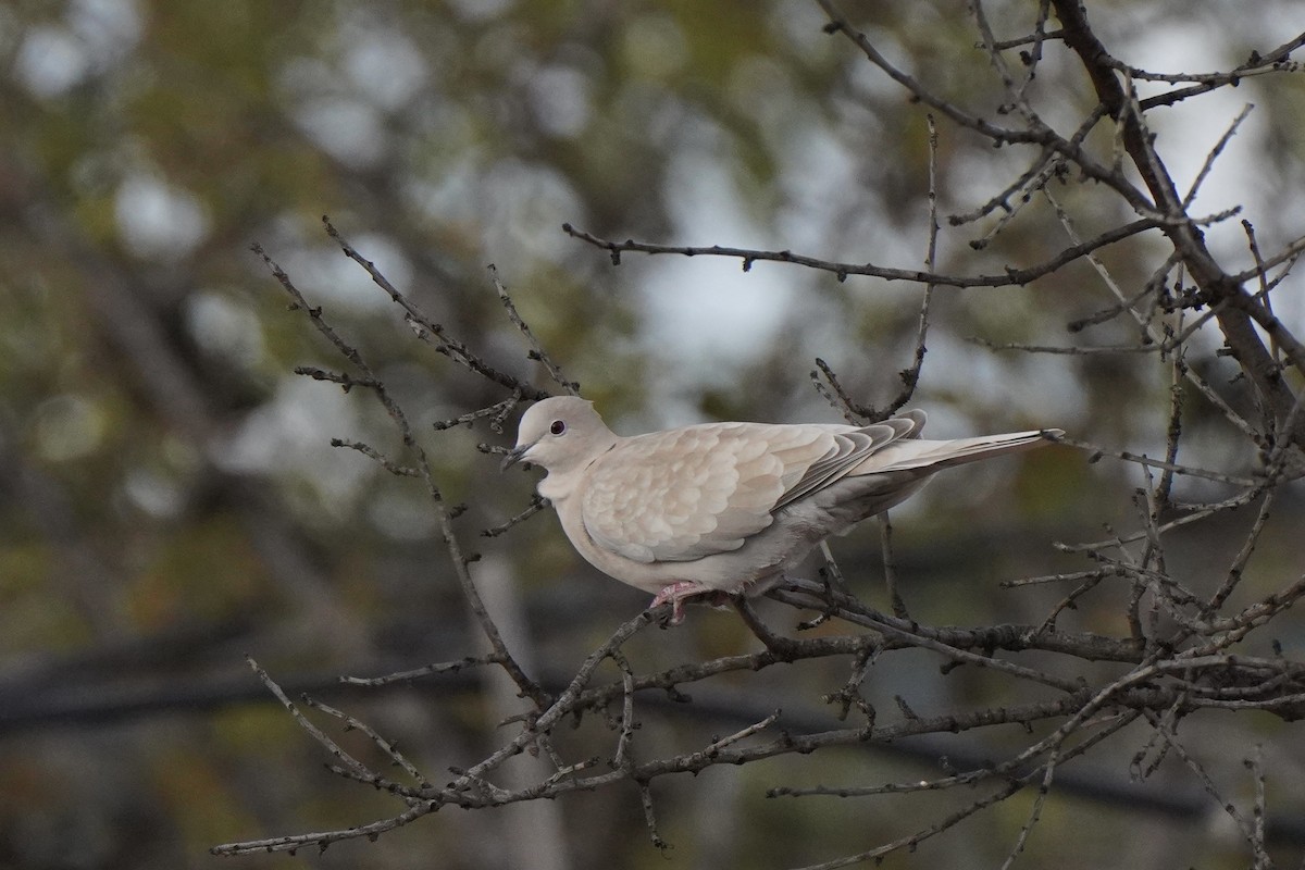 hrdlička zahradní - ML644637743