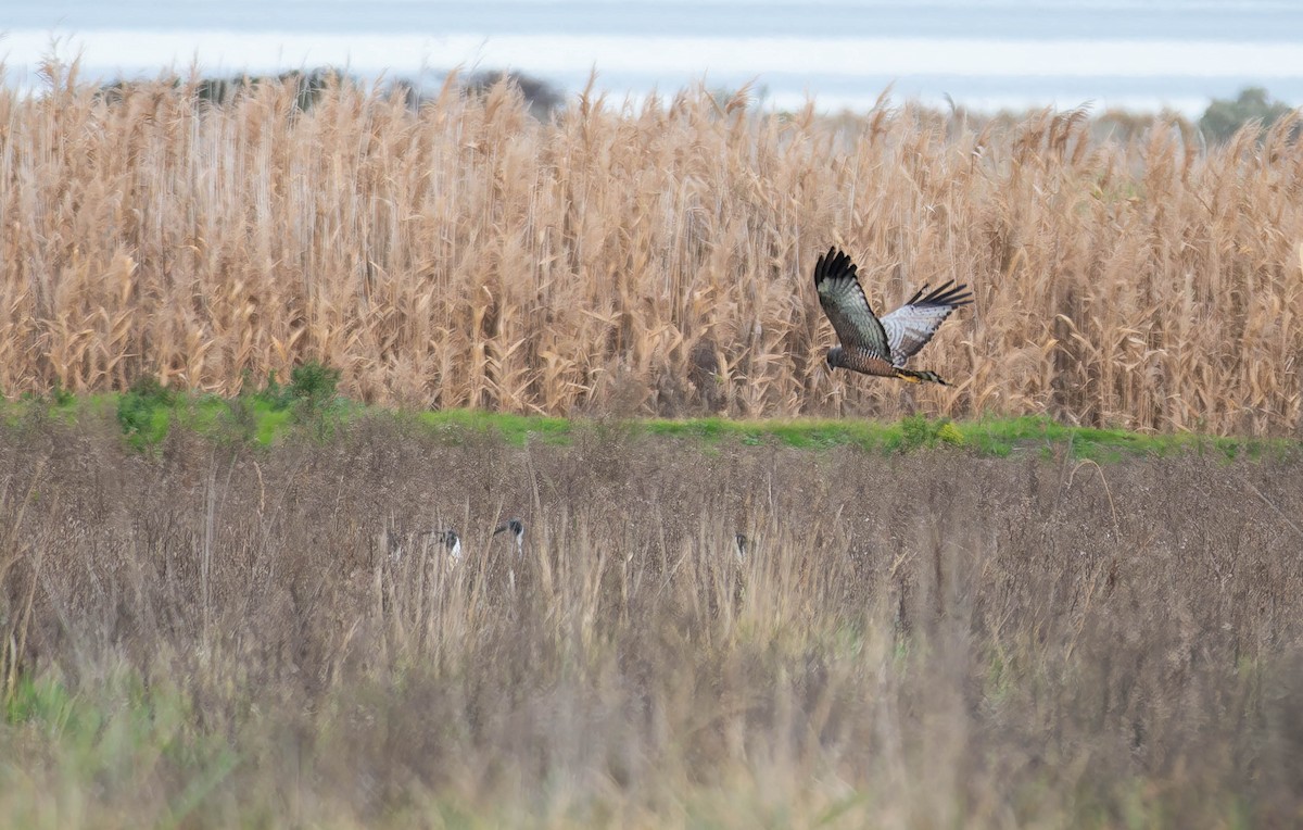 Fleckenweihe - ML644637744