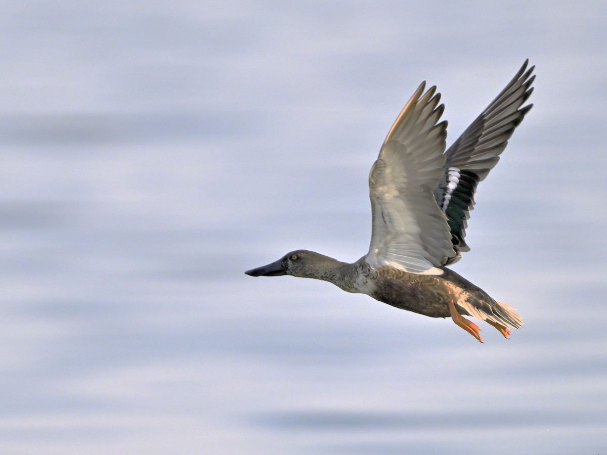 Cuchara Común - ML644637745