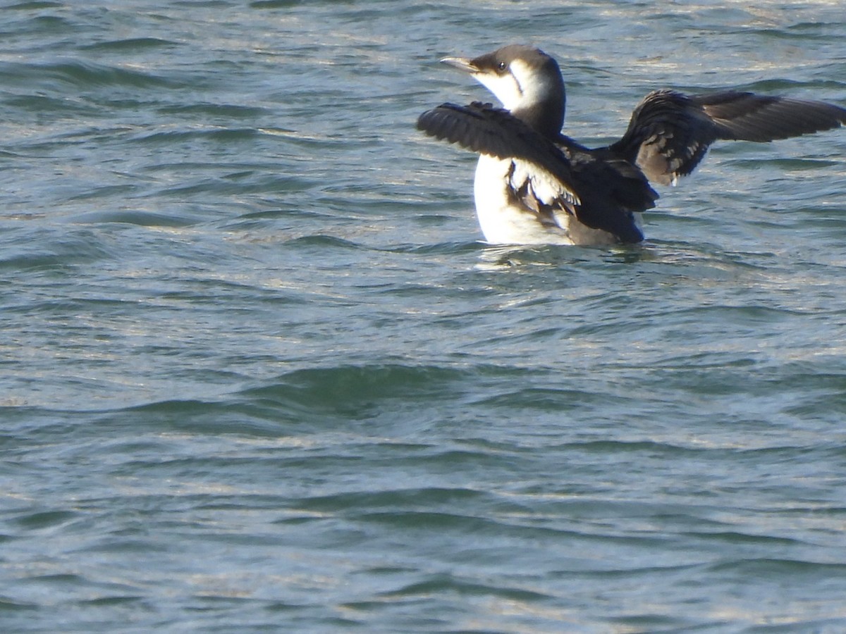 Common Murre - ML644637771