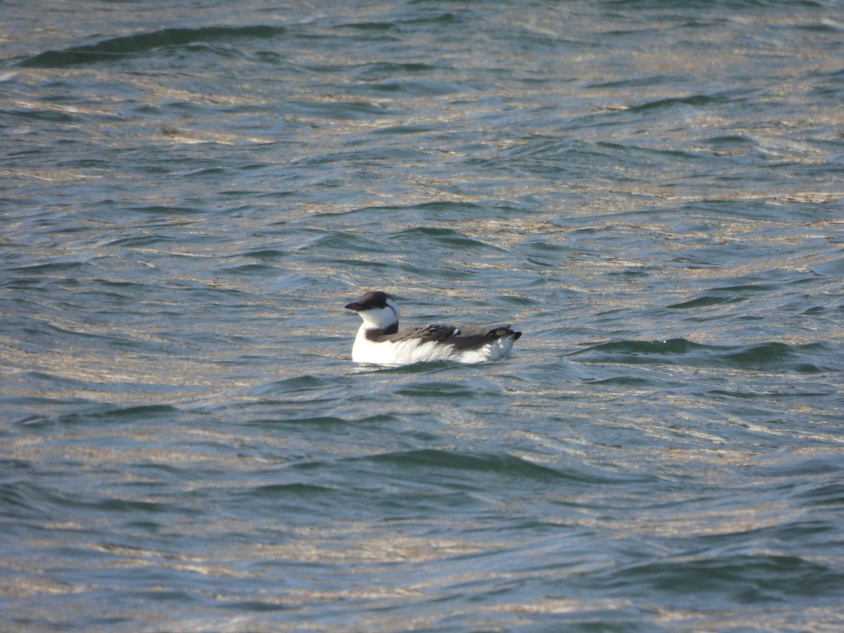Common Murre - ML644637772