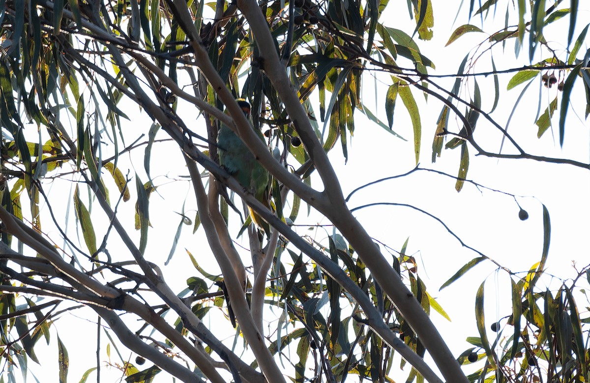 Purpurkronlori - ML644637773