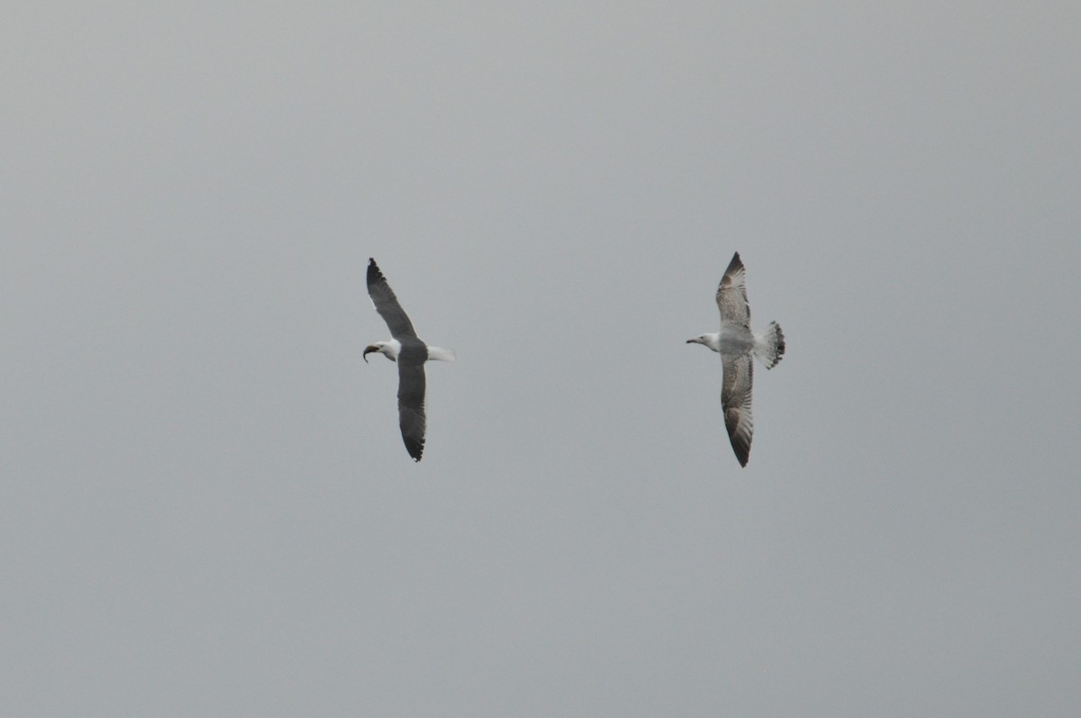 Gaviota Sombría - ML644637775