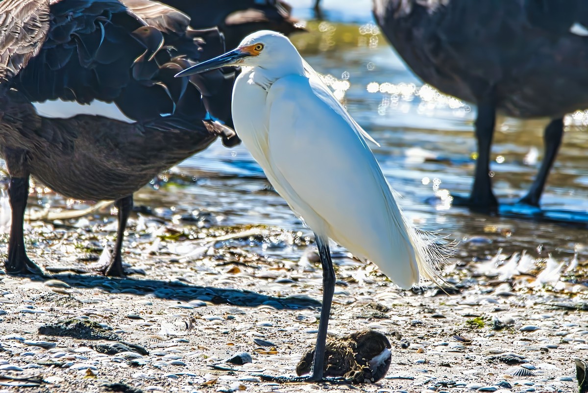 Seidenreiher (immaculata) - ML644637777